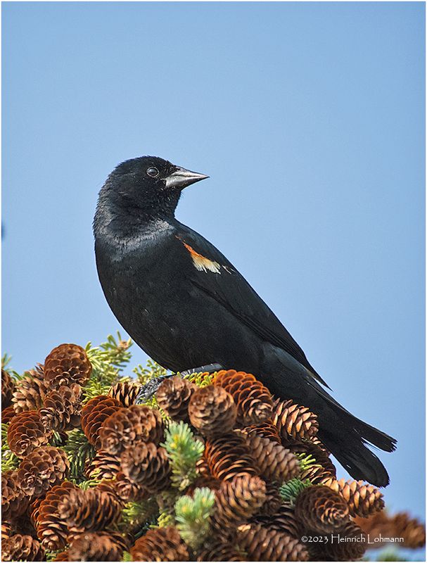 K4233480-Red-winged Blackbird-male.jpg
