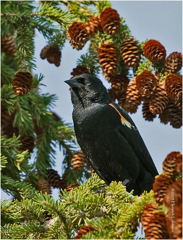 K4233493-Red-winged Blackbird-male.jpg