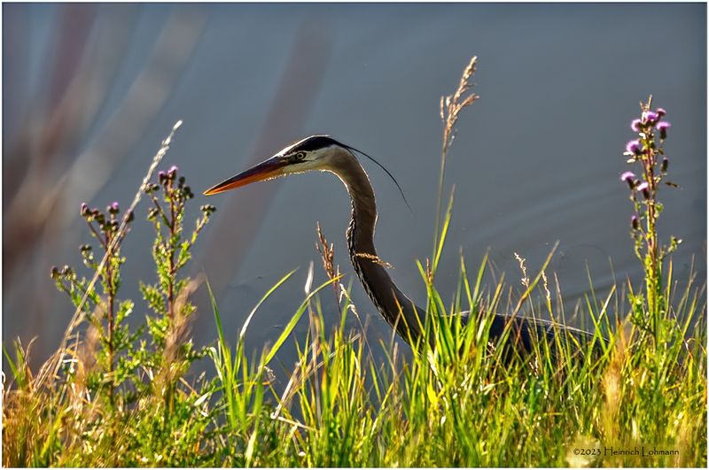 K4233533-Great Blue Heron.jpg
