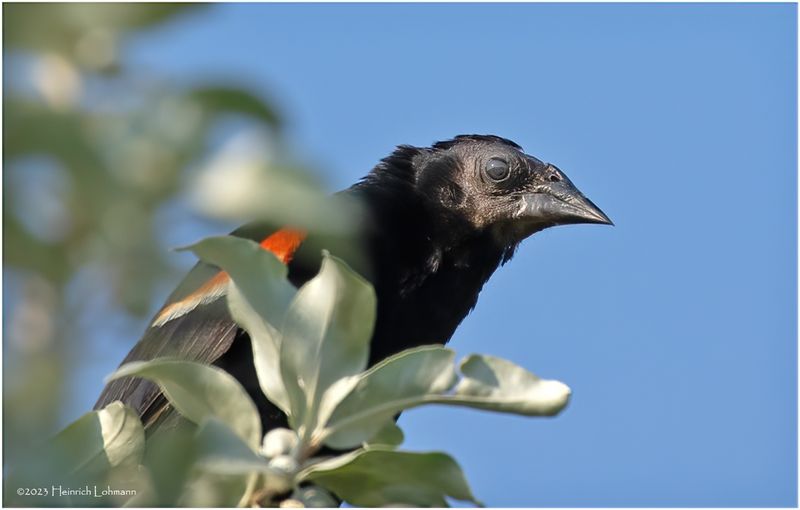 K4233597-a very old Red-Winged Blackbird-male.jpg