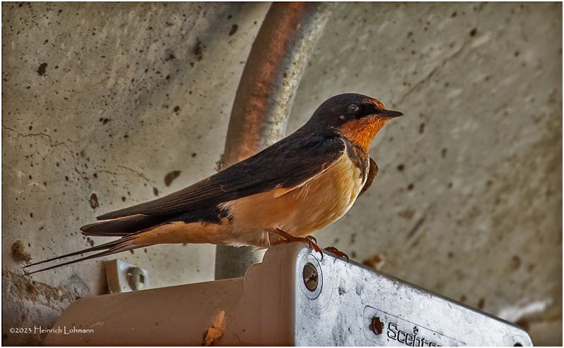 K4233609-Barn Swallow.jpg