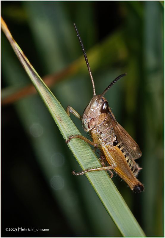 KF002643-Grasshopper.jpg