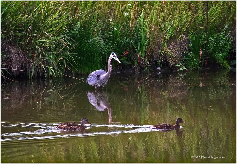 K4233997-Great Blue Heron.jpg