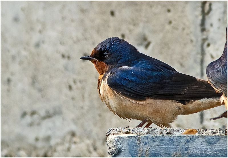 K3317098-Barn Swallow.jpg