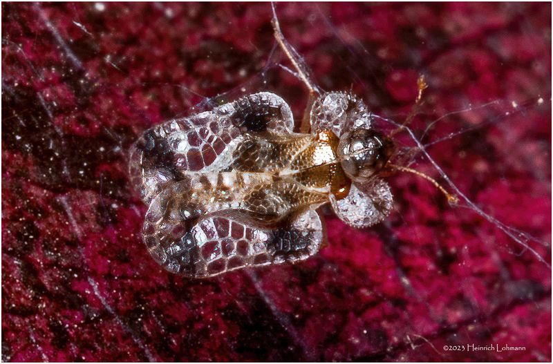 KF002753-very tiny unidentified bug.jpg