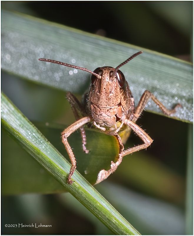 KF002976-Grasshopper.jpg