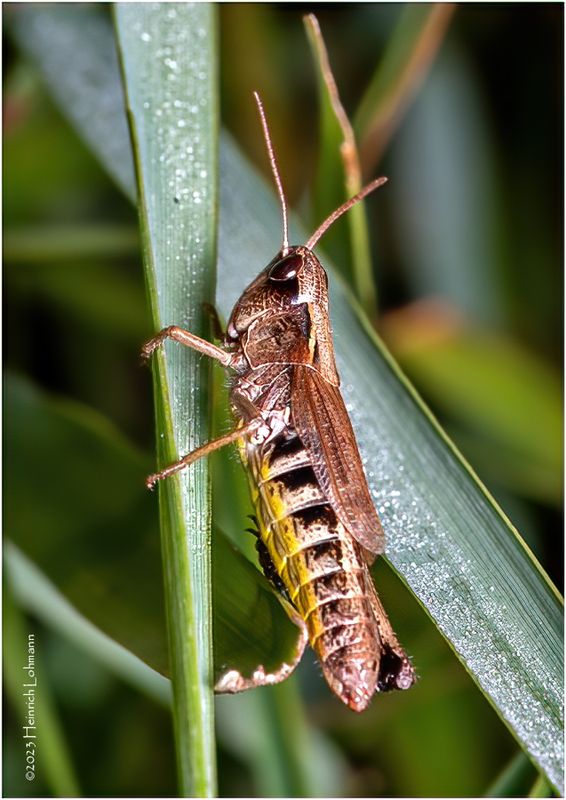 KF002986-Grasshopper.jpg