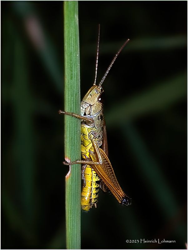 KF002998-Grasshopper.jpg