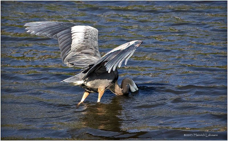 K4234229-Great Blue Heron.jpg