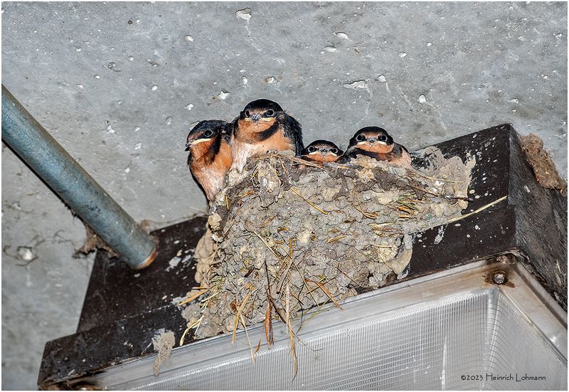 KF003196-Barn Swallows.jpg