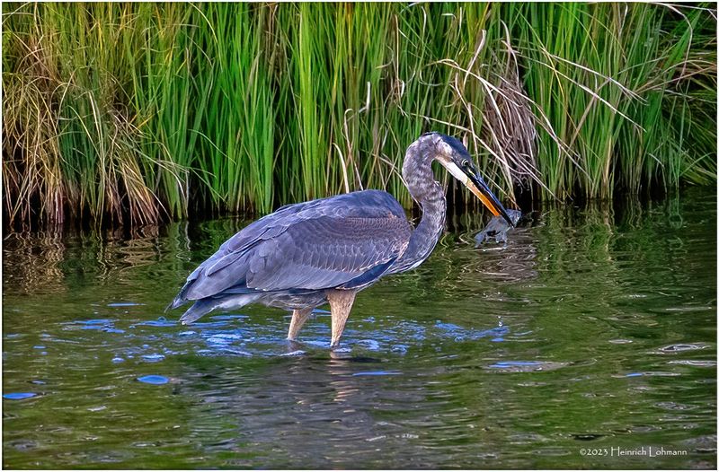 K4235013-Great Blue Heron.jpg