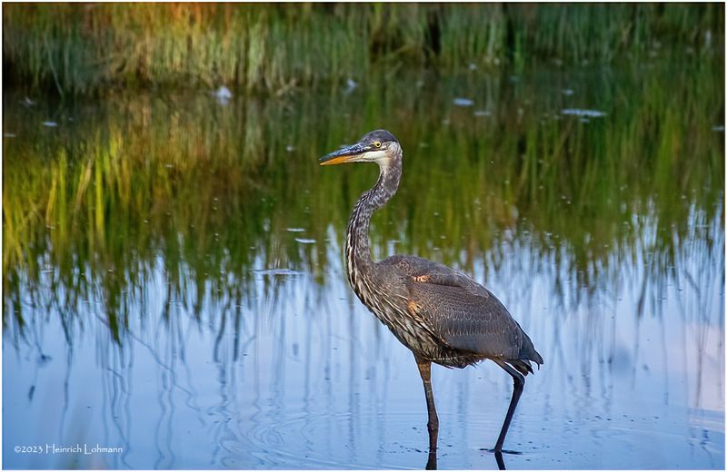 K4235628-Great Blue Heron.jpg