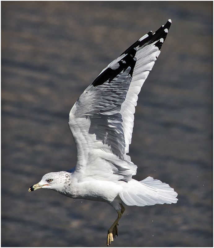 K3317650-Ring-billed Seagull.jpg