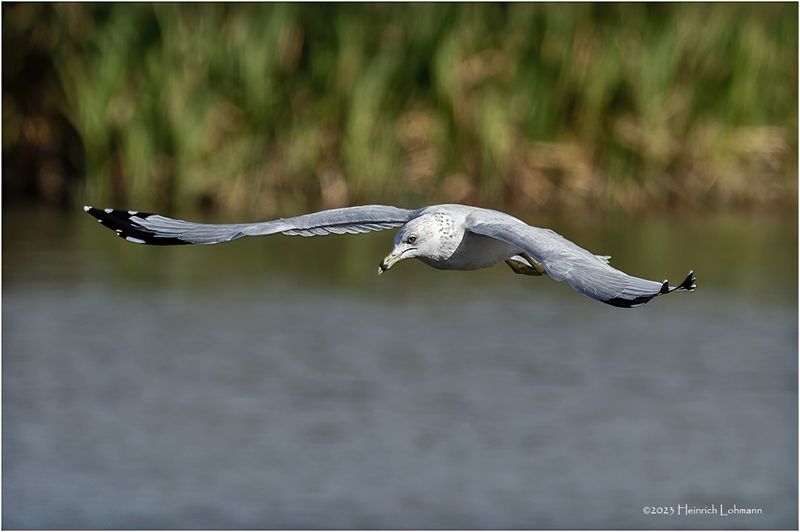 K3317653-Ring-billed Seagull.jpg