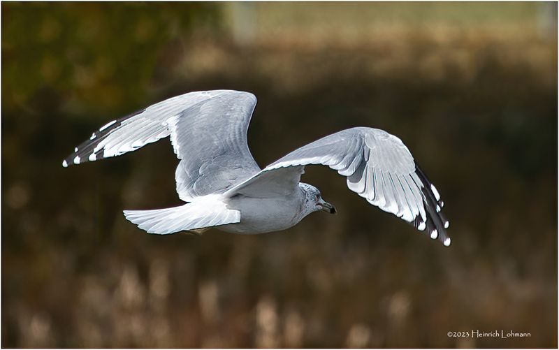 K3317671-Ring-billed Seagul.jpg