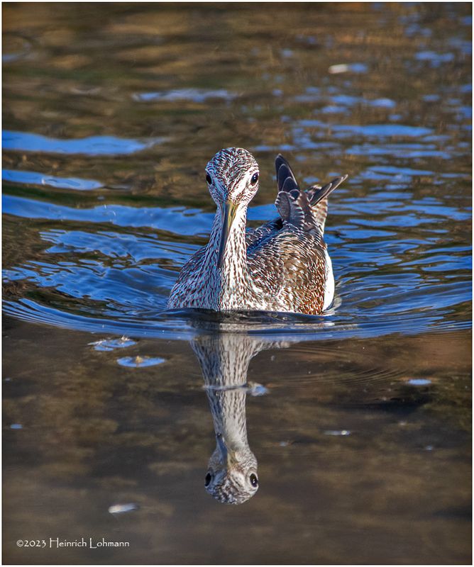 K3317733-Greater Yellowlegs.jpg