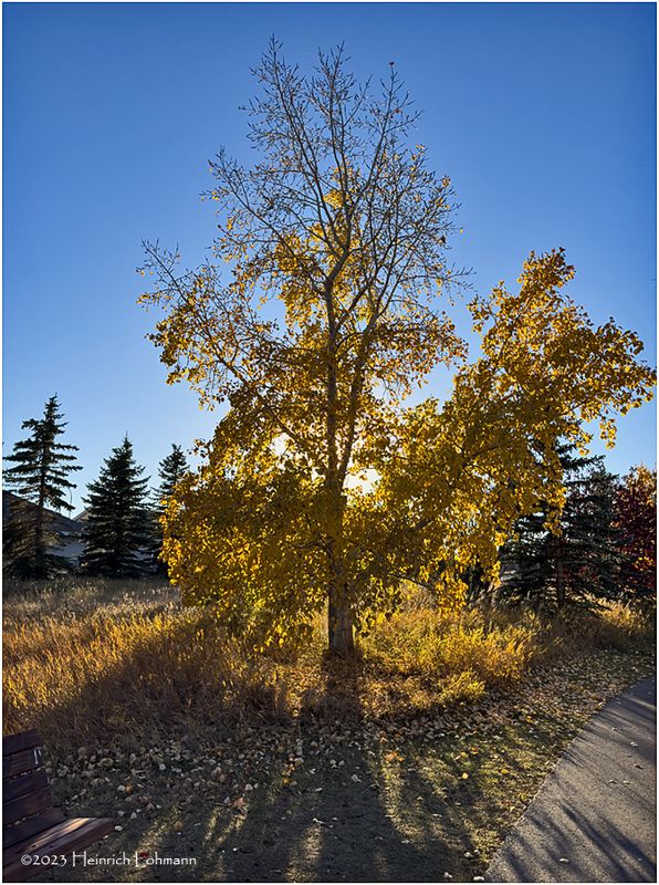 IMG_9919-Airdrie.jpg