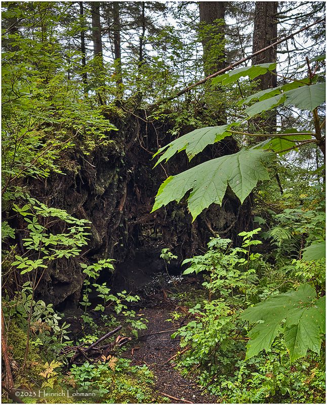 IMG_9146-Icy Strait Point.jpg