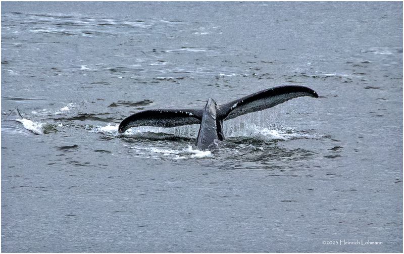 K4235935-Humpback Whale.jpg