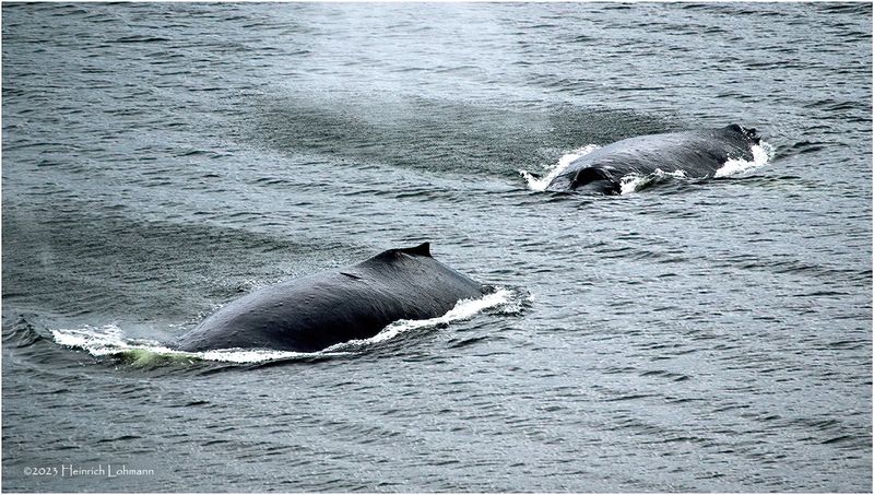 K4236050-Humpback Whales.jpg