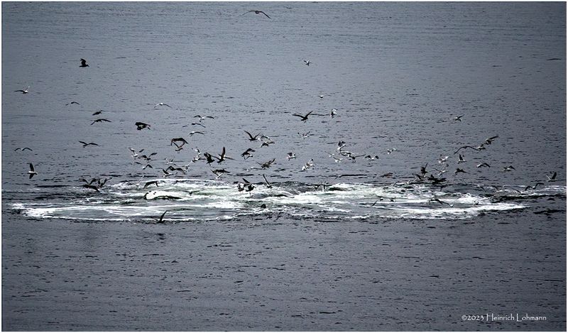 K4236157-Seagulls.jpg
