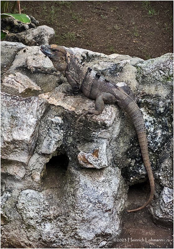 IMG_1192-Iguana.jpg