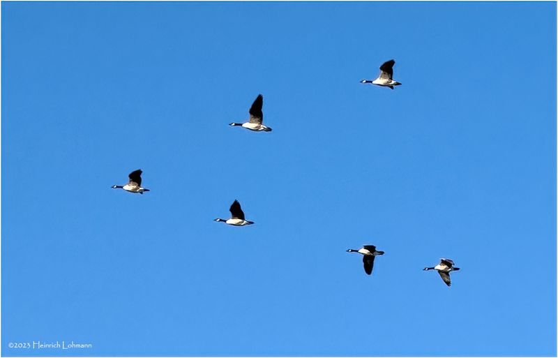 IMG_1869-Canada Geese.jpg