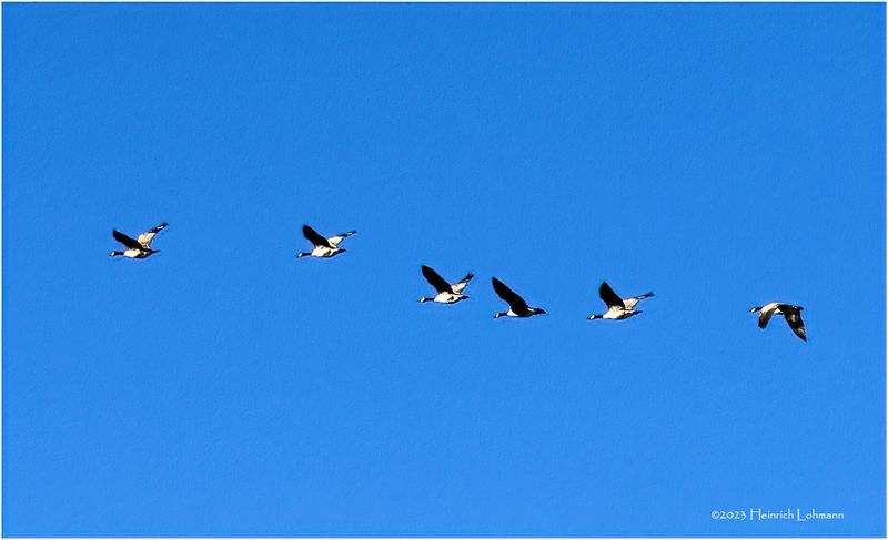 IMG_1871-Canada Geese.jpg
