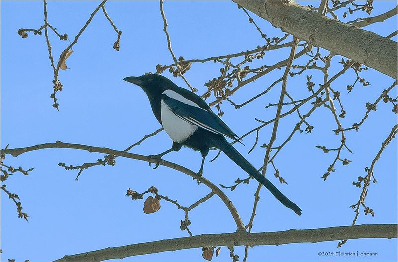 IMG_2122-Black-billed Magpie.jpg