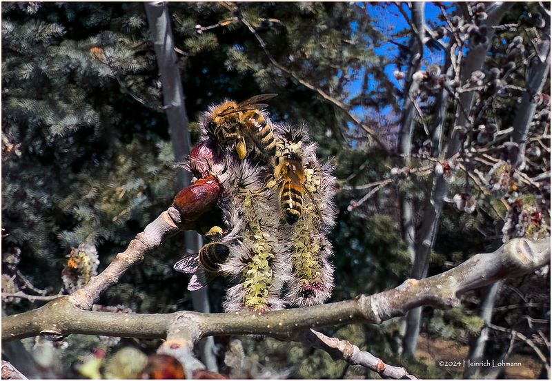 IMG_2717-Honey Bees.jpg