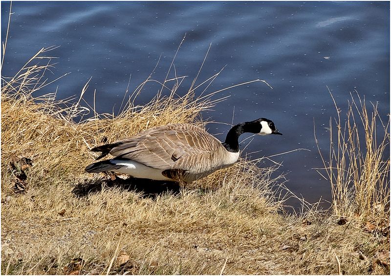 IMG_3063-Canada Goose.jpg