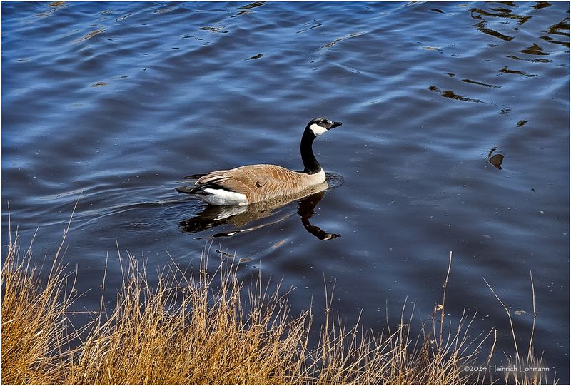 IMG_3065-Canada Goose.jpg