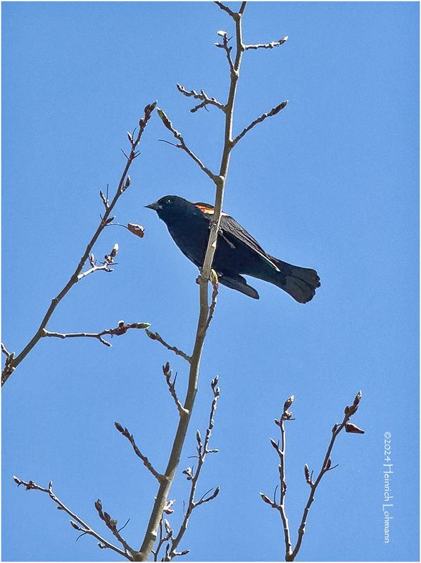 IMG_3167-Redd-winged Blackbird-male.jpg