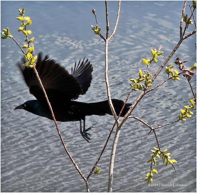 IMG_3194-Common Grackle.jpg