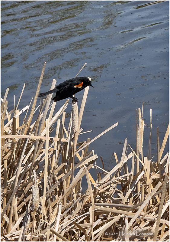 IMG_3343-Red-winged Blackbird-male .jpg