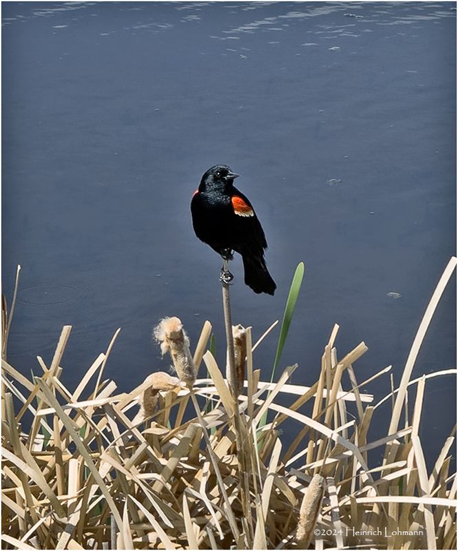 IMG_3359-Red-winged Blackbird-male.jpg