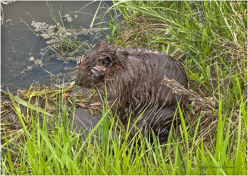 IMG_3447-Beaver.jpg