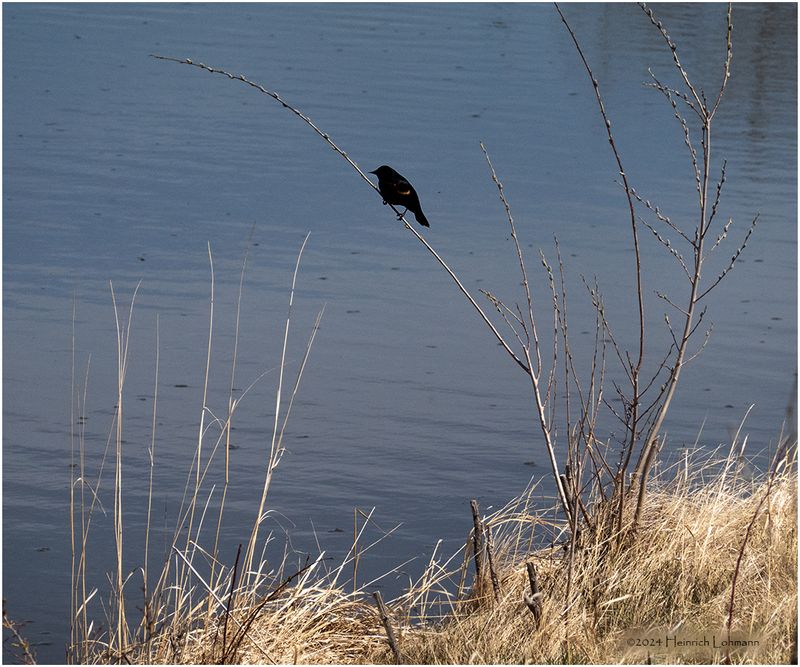 DSC00552-Red-winged Blackbird-male.jpg