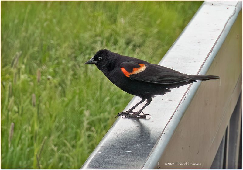 DSC00727-Red-wingwd Blackbird-male.jpg