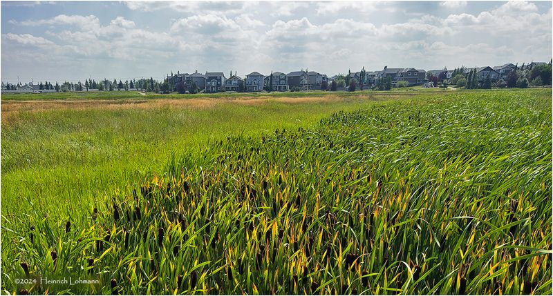 IMG_3987a-Airdrie.jpg