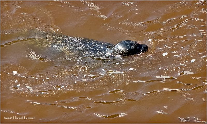 IMG_4261-Harbour Seal.jpg