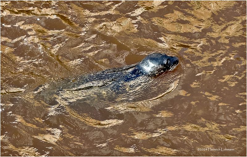 IMG_4282-Harbour Seal.jpg