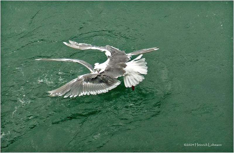 DSC01960-Fighting Gulls.jpg