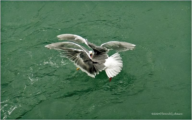 DSC01961-Fighting Gulls.jpg