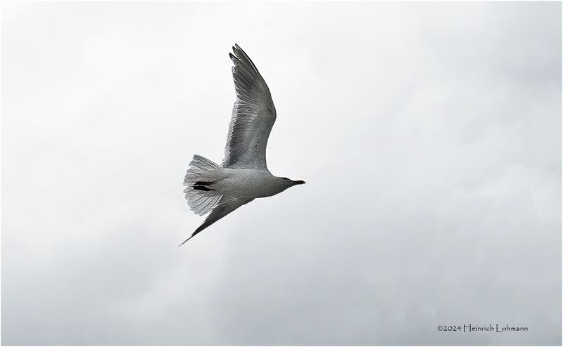 DSC01875-Sea Gull.jpg