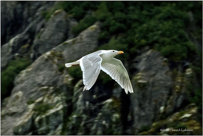 DSC01883-Sea Gull.jpg