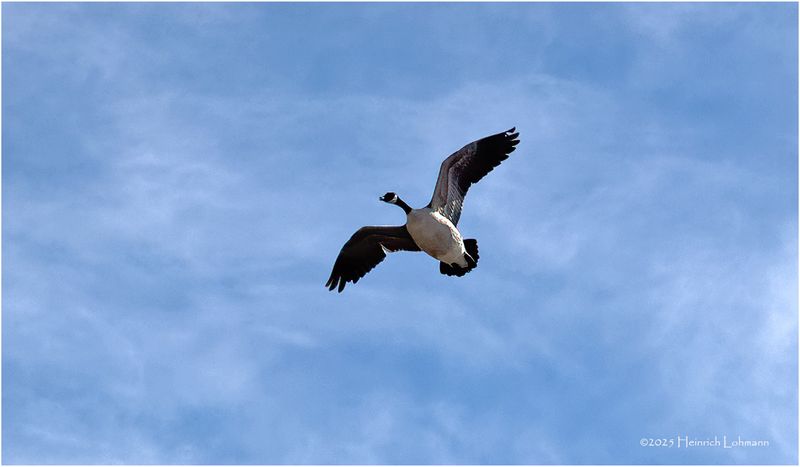 IMG_7788-Canada Goose.jpg