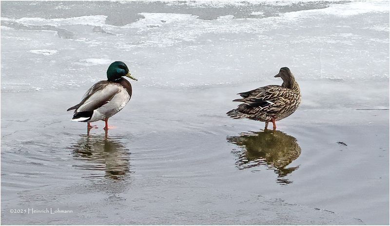 IMG_7822-Mallards.jpg