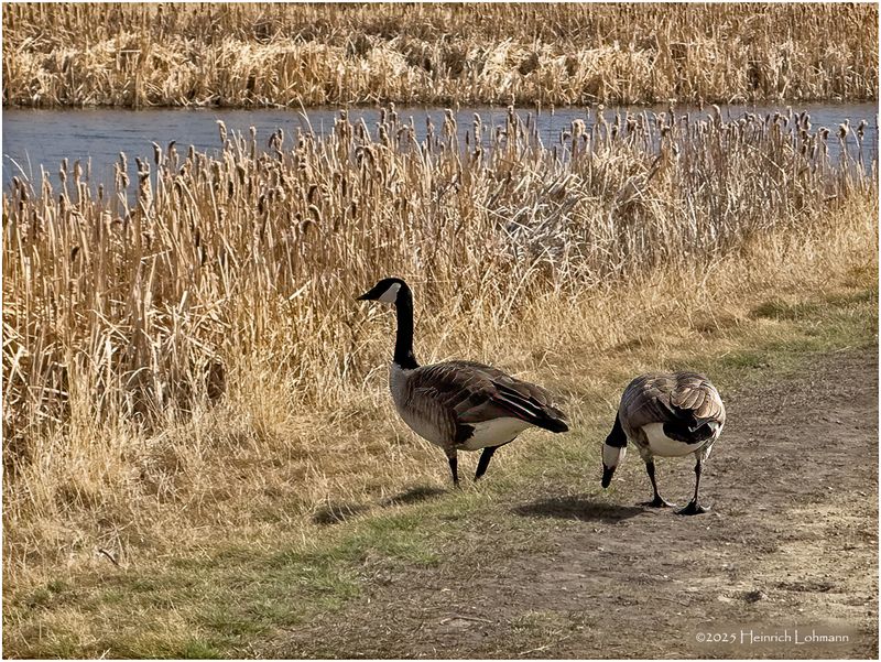 IMG_8099-Canada Geese.jpg