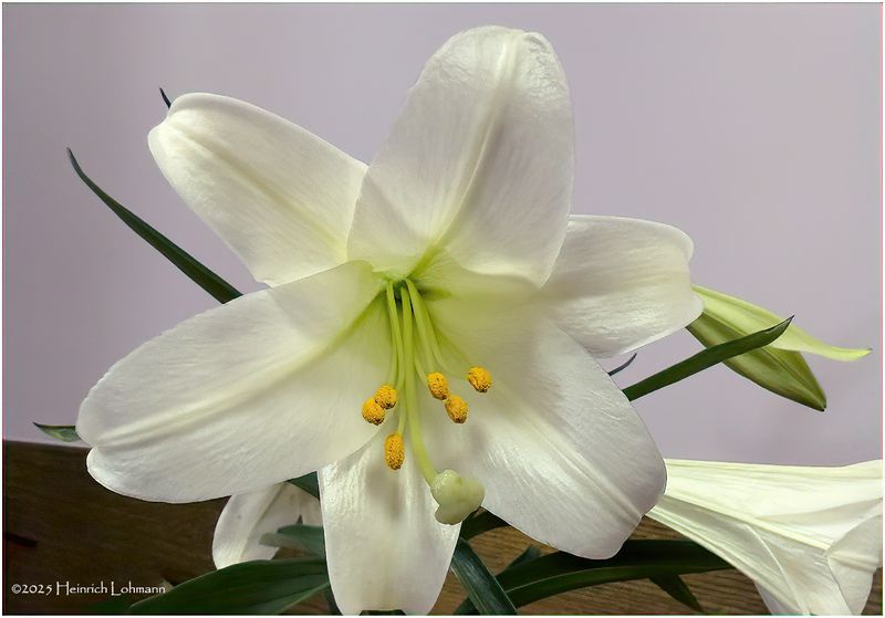 IMG_8329-Easter Lily.jpg